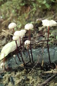 Marasmius rotula
