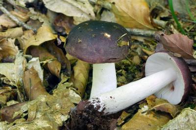 Russula brunneoviolacea