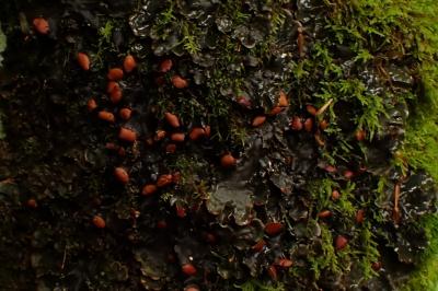 Peltigera