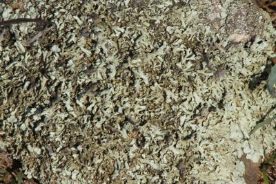 Xanthoparmelia conspersa