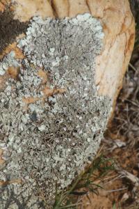 Xanthoparmelia