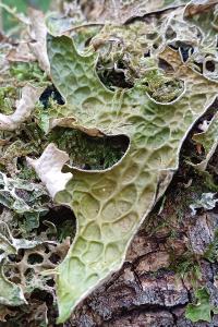 Lobaria pulmonaria