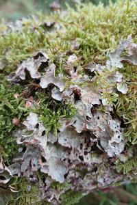 Lobarina scrobiculata