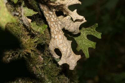 Lobaria pulmonaria
