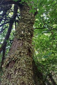 Lobaria pulmonaria