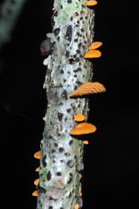 Favolaschia calocera