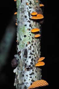 Favolaschia calocera