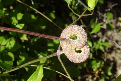 Puccinia persistens