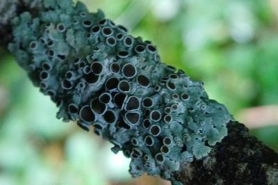 Physcia aipolia