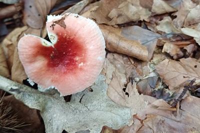 Russula