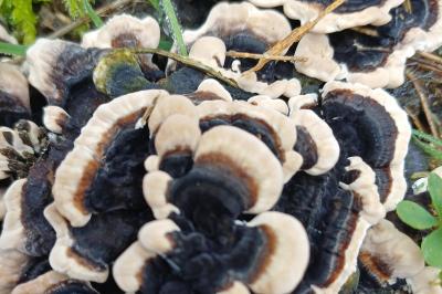 Trametes versicolor