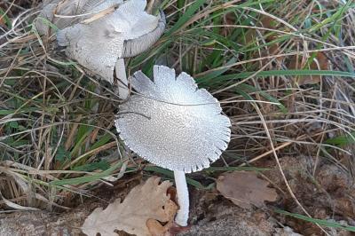 Coprinopsis lagopus