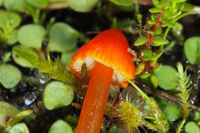 Hygrocybe