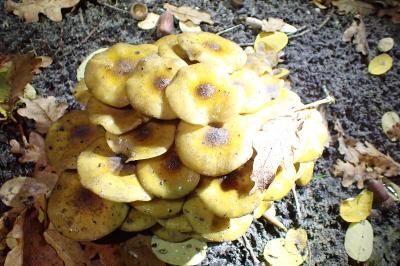 Armillaria mellea