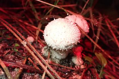 Lycoperdon perlatum