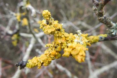 Xanthoria parietina