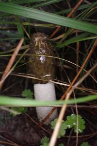 Phallus impudicus