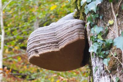Fomes fomentarius