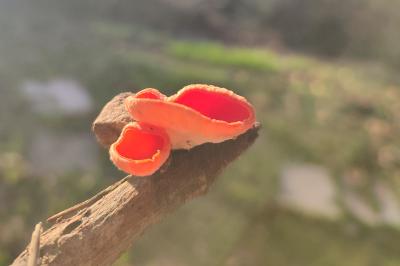 Sarcoscypha coccinea