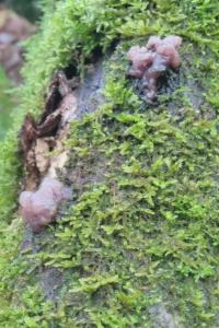 Ascotremella faginea