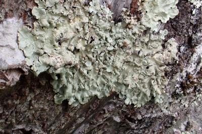 Flavoparmelia caperata