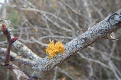 Teloschistes chrysophthalmos