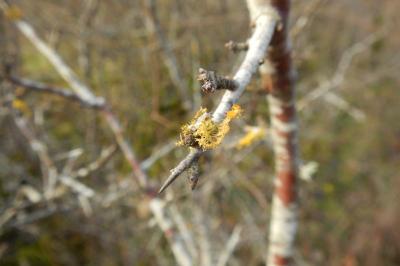 Teloschistes chrysophthalmos