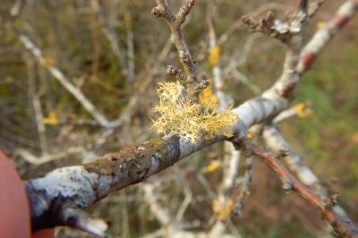 Teloschistes chrysophthalmos