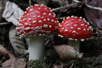 Amanita muscaria
