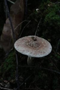Amanita rubescens