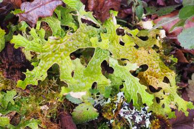 Lobaria pulmonaria