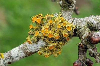 Teloschistes chrysophthalmos