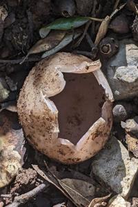 Sarcosphaera coronaria