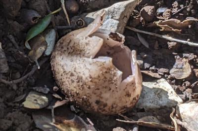 Sarcosphaera coronaria