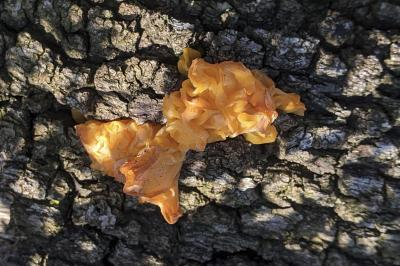 Tremella