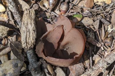 Phylloscypha phyllogena