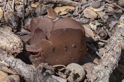 Phylloscypha phyllogena