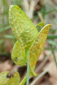 Puccinia aristolochiae