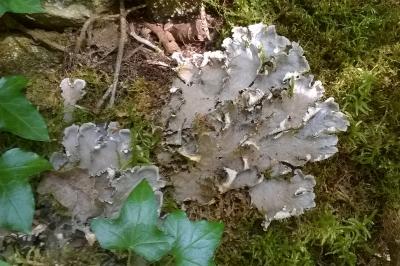 Peltigera