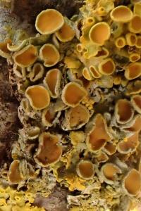 Xanthoria parietina