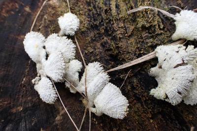 Schizophyllum commune