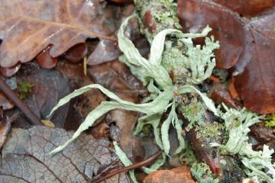 Ramalina fraxinea