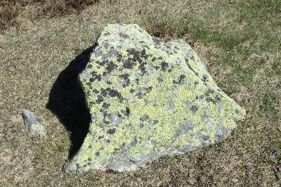 Rhizocarpon geographicum