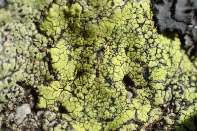 Rhizocarpon geographicum