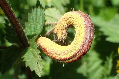 Puccinia urticata