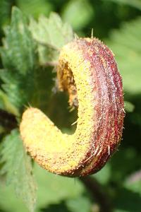 Puccinia urticata