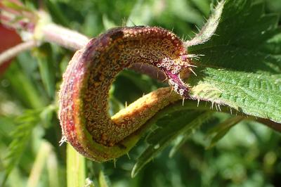Puccinia urticata
