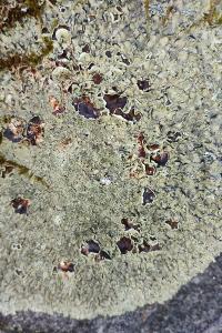 Xanthoparmelia conspersa