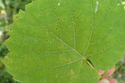 Pseudopezicula tracheiphila