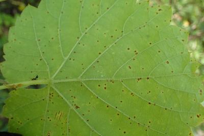 Pseudopezicula tracheiphila